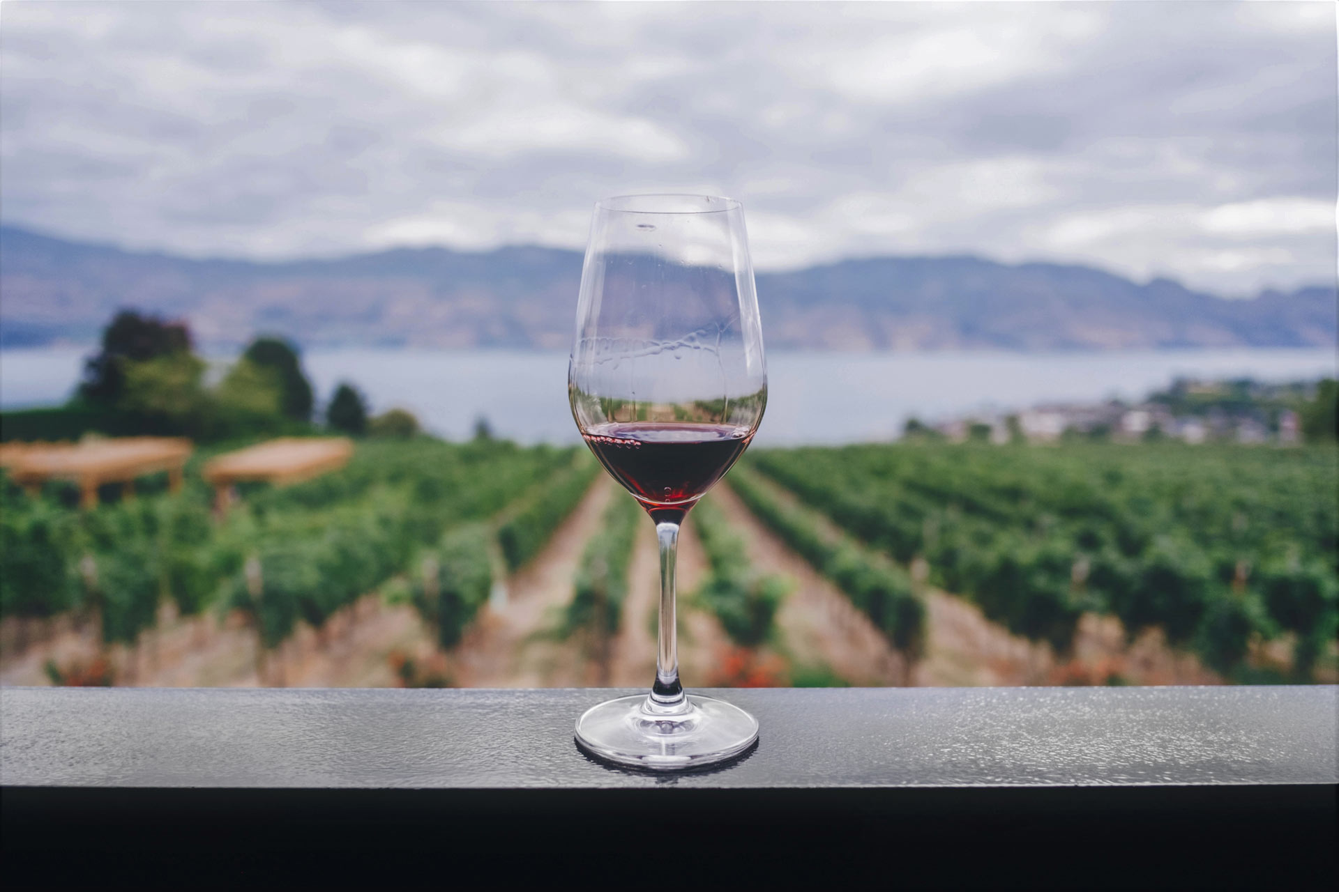 Wine Glass of Otago Pinot Noir, NZ, Aotearoa