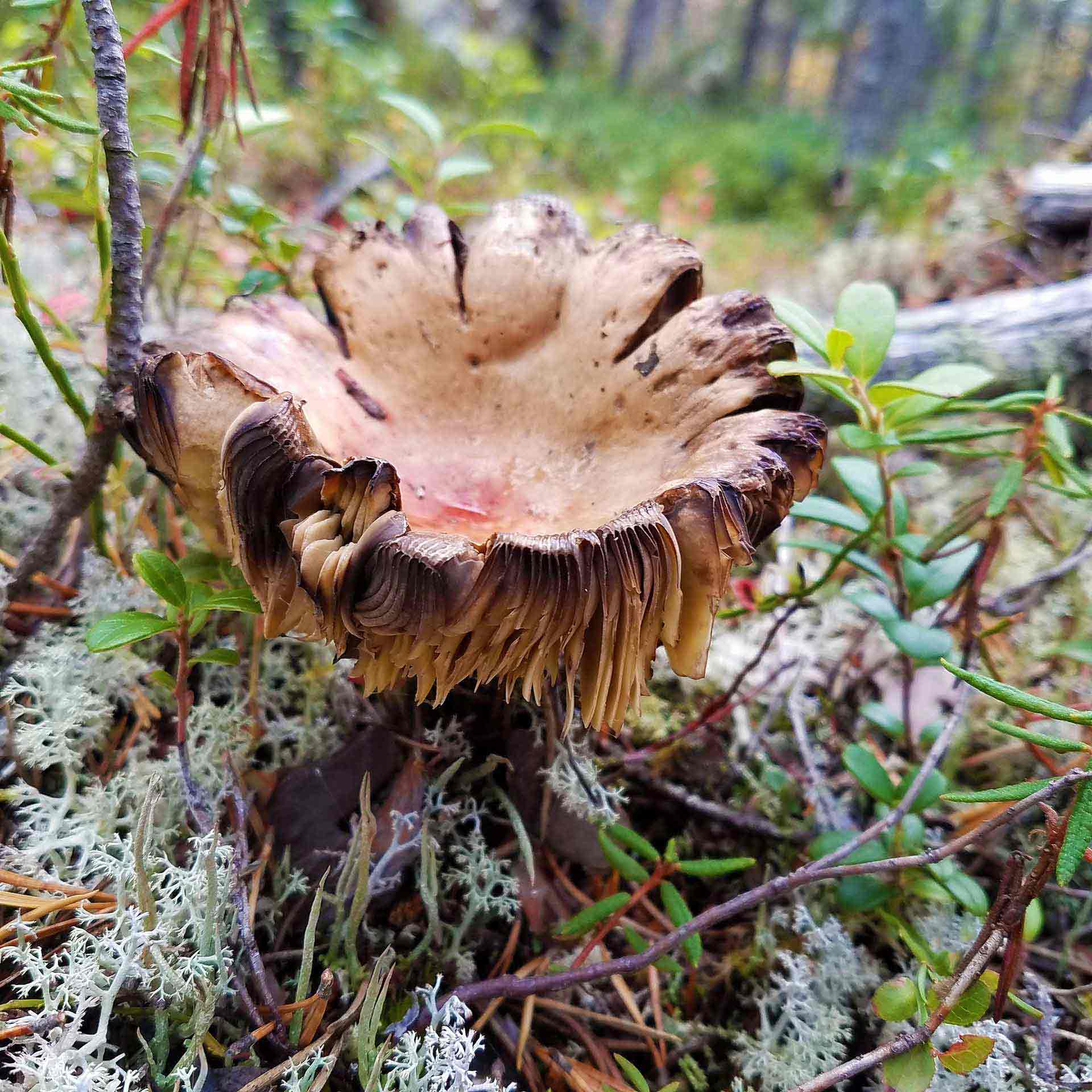 A brown mushroom and reindeer lichen in macro mode I found along a nature walk in Inari
