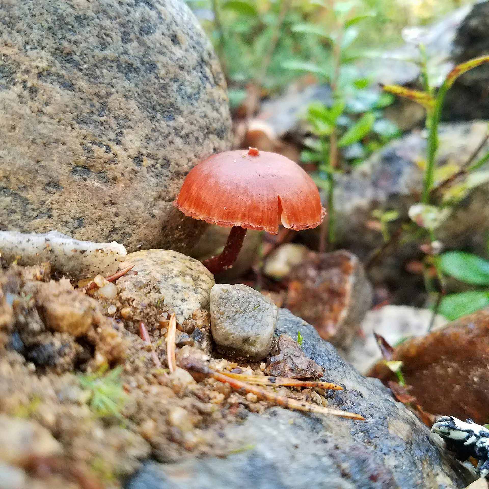 One orange mushroom growing in between two rocks.
