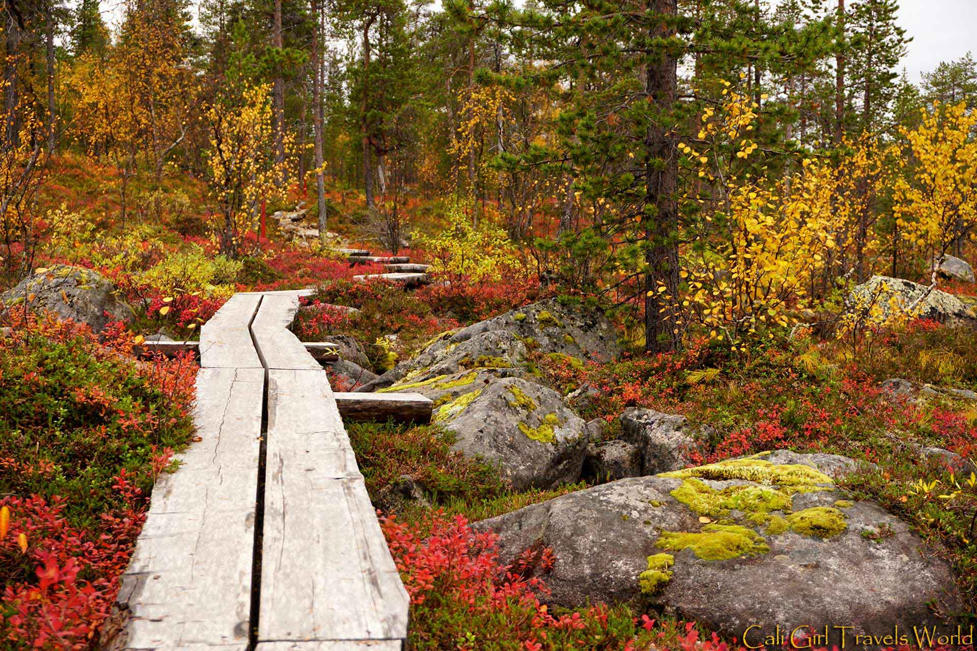 A board path deep in the forest of Lapland, Finland surrounded by autumn colors of yellow, red, and green.